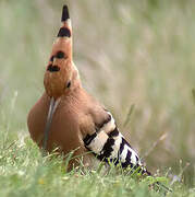 Eurasian Hoopoe