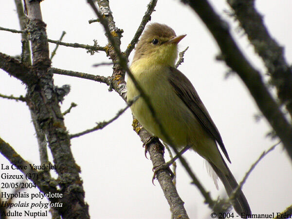 Melodious Warbler