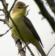 Melodious Warbler