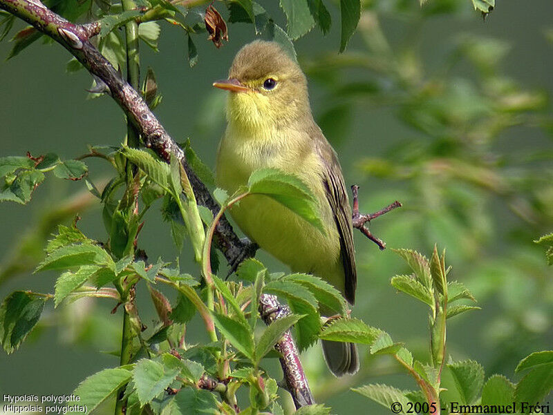 Melodious Warbler