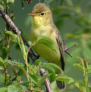 Melodious Warbler