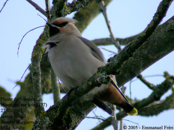 Bohemian Waxwing