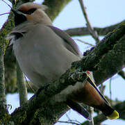 Bohemian Waxwing