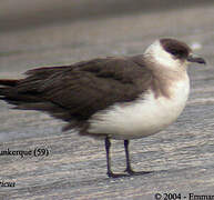 Parasitic Jaeger