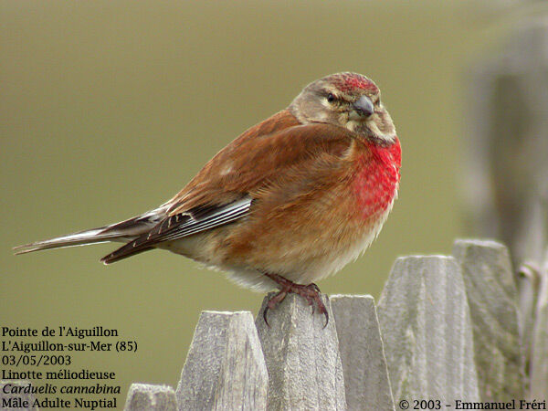 Common Linnet