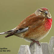 Common Linnet