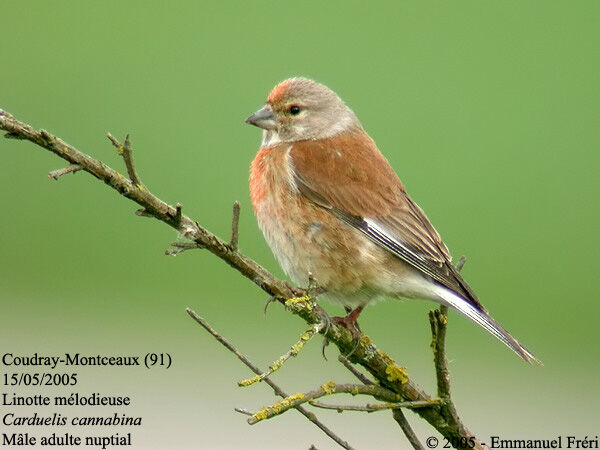 Common Linnet