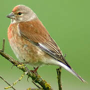 Common Linnet