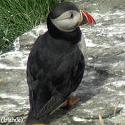 Atlantic Puffin