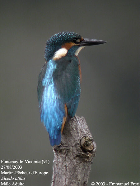 Common Kingfisher