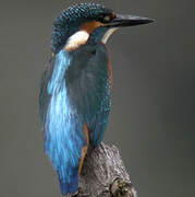 Common Kingfisher