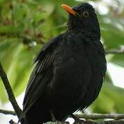 Common Blackbird