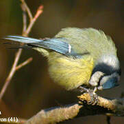 Mésange bleue