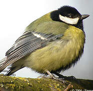 Great Tit