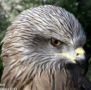 Black Kite