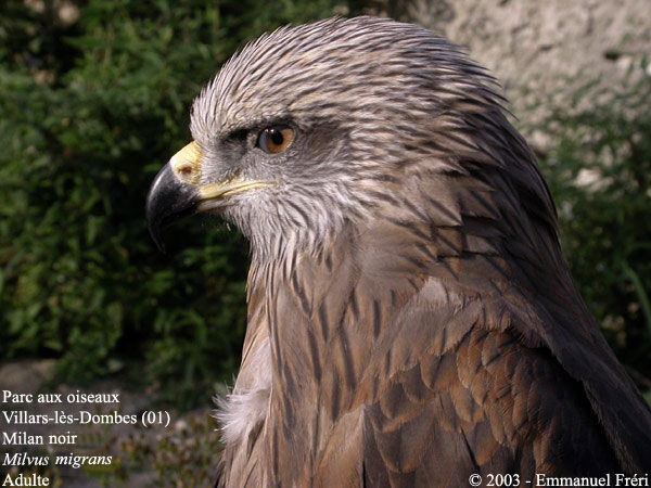 Black Kite