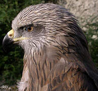 Black Kite