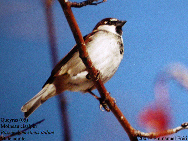 Moineau cisalpin