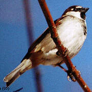 Italian Sparrow