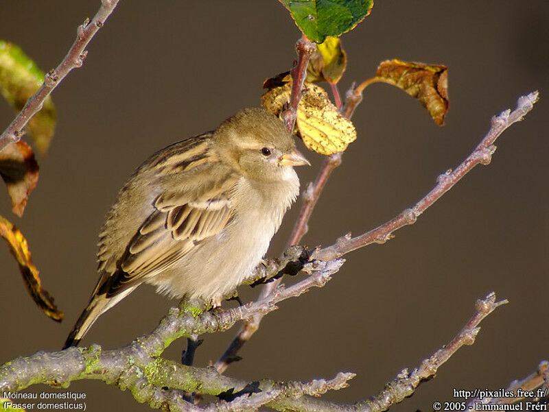 Moineau domestique