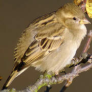 Moineau domestique