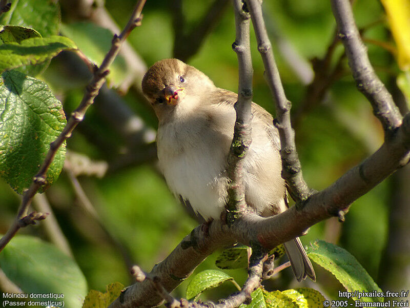 House Sparrow