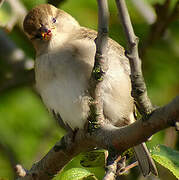 House Sparrow