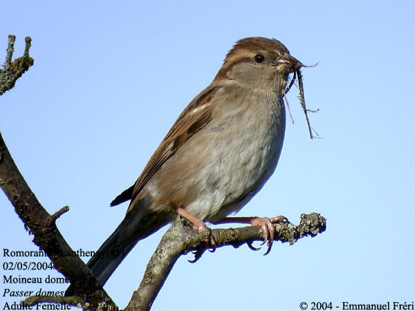 House Sparrow