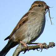 Moineau domestique