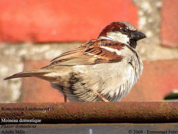 House Sparrow