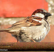 House Sparrow