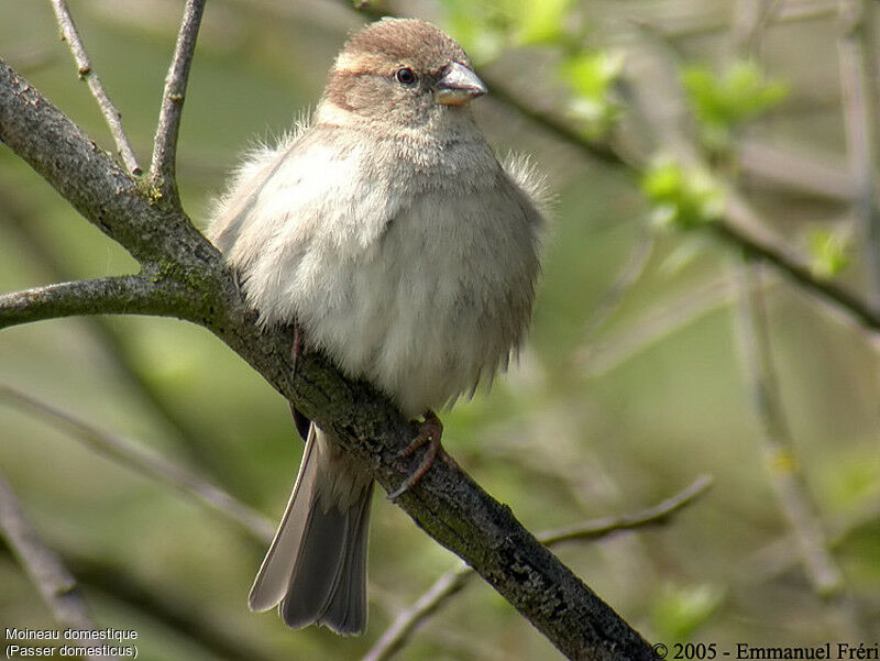 House Sparrow