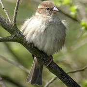 Moineau domestique