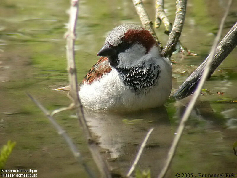 House Sparrow