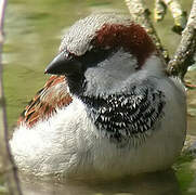 House Sparrow