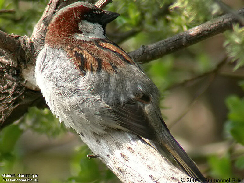 House Sparrow