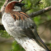 House Sparrow