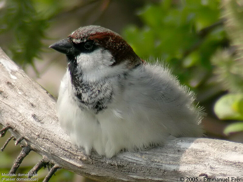 Moineau domestique