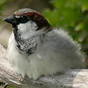 Moineau domestique