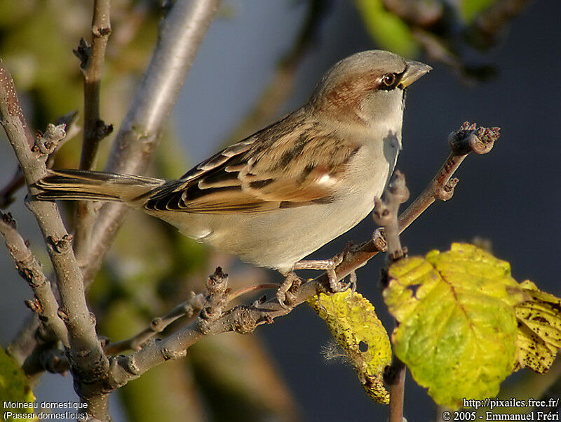 House Sparrow