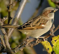 House Sparrow