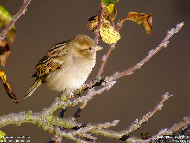 House Sparrow