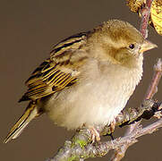 House Sparrow