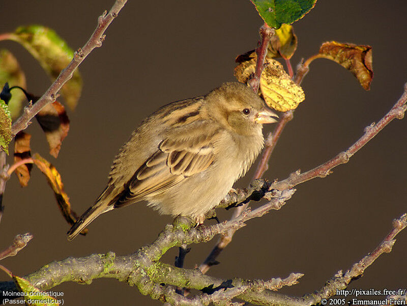 House Sparrow