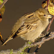 House Sparrow