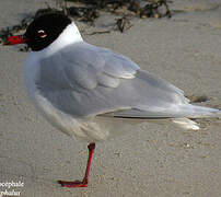 Mouette mélanocéphale