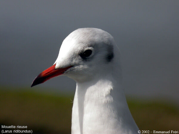 Black-headed Gull