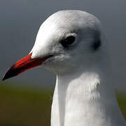 Mouette rieuse