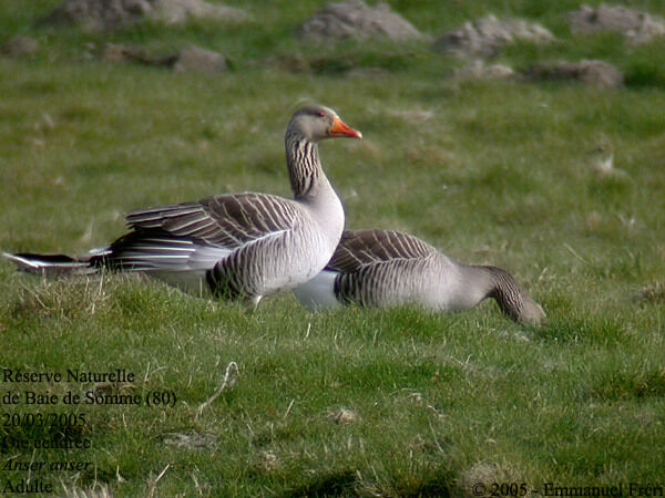 Greylag Goose