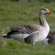 Greylag Goose